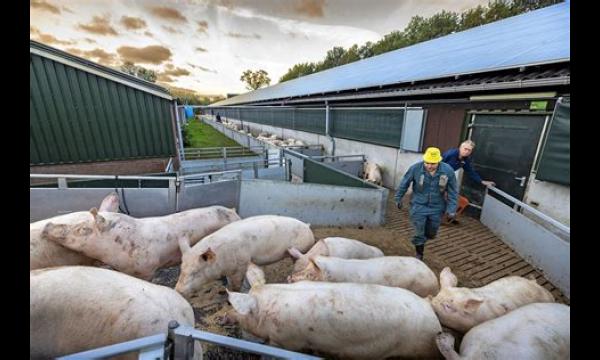 'Moderne varkens kloven naar de energietrog terwijl we allemaal piepen'