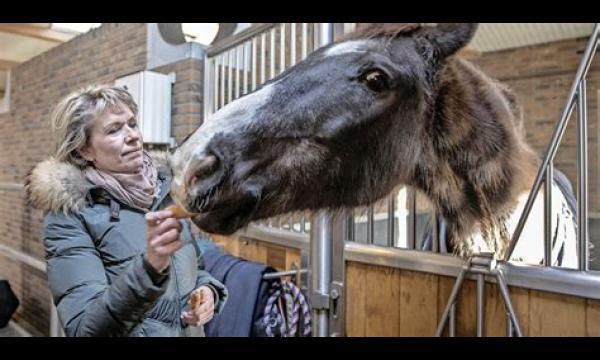 Aan huis gebonden ex-militair geniet van speciaal raambezoek van het paard van de fysiotherapeut