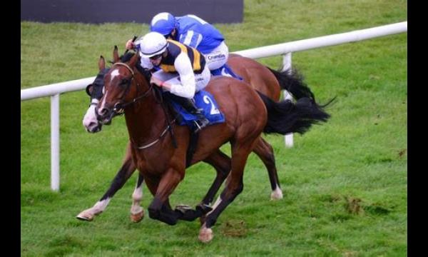 Bookmakers vrezen Mt Leinster en Hamish in York Ebor na enorme gokken op beide lopers