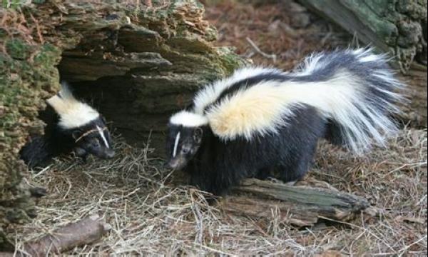 Buren op de geur van verloren stinkdier