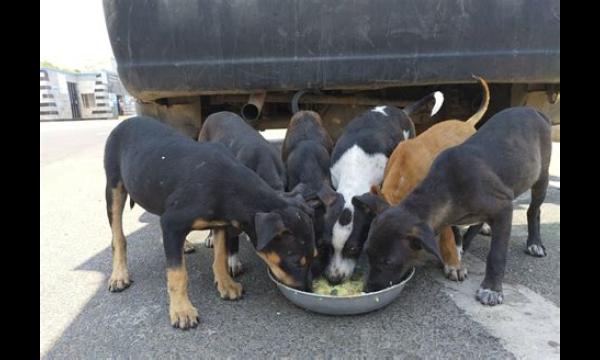 Coronavirus: Duizenden achtergelaten honden en katten zouden kunnen verhongeren