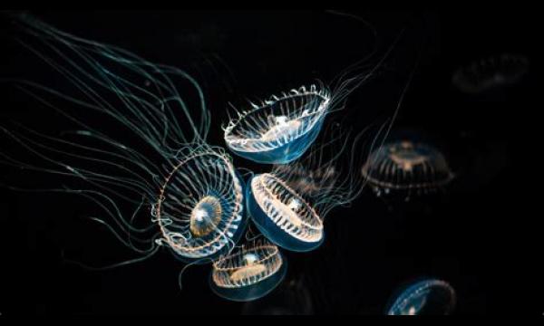 De Britse kust wemelt nu van dodelijke kwallen en haaien nu de zeetemperatuur stijgt