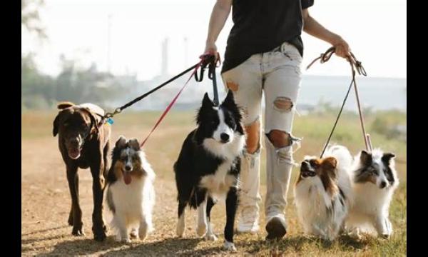 Deskundige onthult of honden hun broers en zussen later in hun leven kunnen herkennen