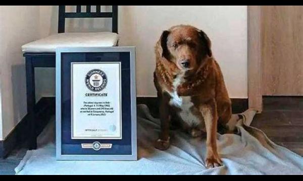 Guinness World Records stript 'oudste hond' van titel na onderzoek' doet twijfel rijzen