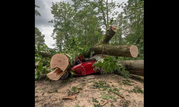 Hondenuitlater, 58, doodgedrukt door eik die viel na falen van de gemeente