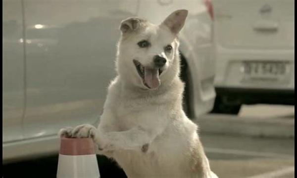 Hongerige zwerfhond bezoekt Subway 'een jaar lang elke avond' en wacht geduldig op eten