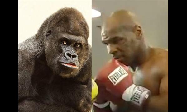 Mike Tyson bood ooit de dierenverzorger $ 10.000 aan om tegen een gorilla te vechten