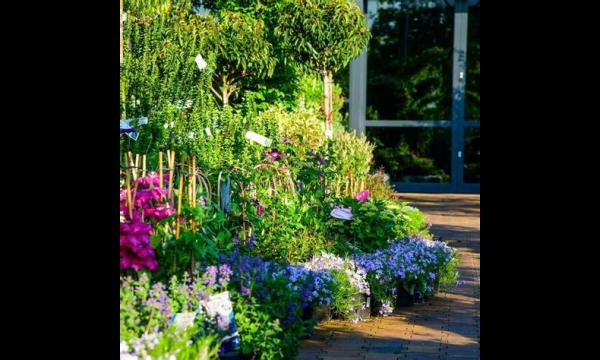 Miljoenen hooikoortspatiënten planten graag bloemen in de tuin om de biodiversiteit te helpen