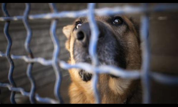 Ongelukkige hond zoekt 'voor altijd' thuis na bijna 500 dagen in RSPCA-zorg