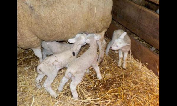 Puppy’s werden doodgevroren nadat ze uren na de geboorte in het bos waren gedumpt