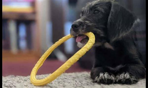 Reuzenmeeuw die honden terroriseert door speelgoed te stelen en hun water te drinken