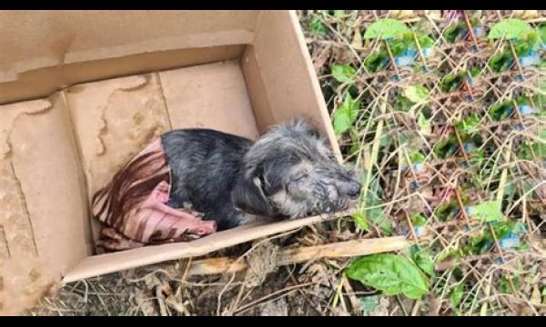 Schattige zeeotterpup, alleen gevonden in een afgelegen stadje in Alaska, vindt een nieuw thuis