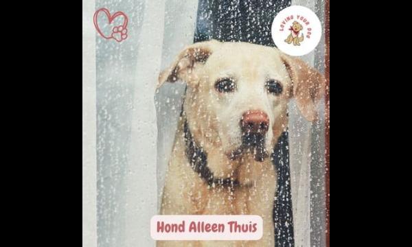 Uitgehongerde hond wekenlang alleen thuis 'at haar eigen ontlasting op om te overleven'