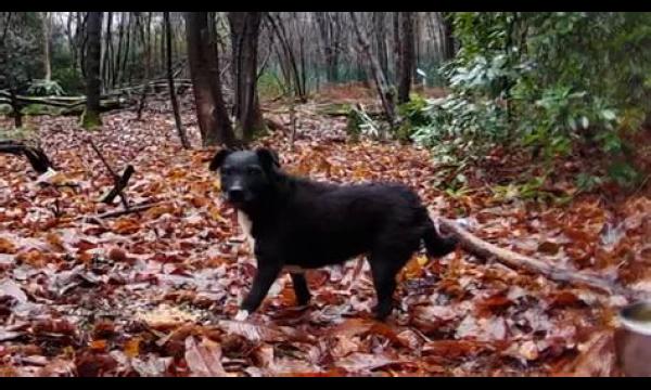 Vermiste hond gevonden 800 kilometer van huis na een boottocht over zee