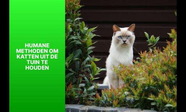 Zelfgemaakte spray voorkomt dat vossen en katten in uw tuin poepen - en het is zo goedkoop