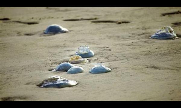 Zwermen kwallen met vervelende steken spoelen aan op Britse stranden als de temperatuur stijgt